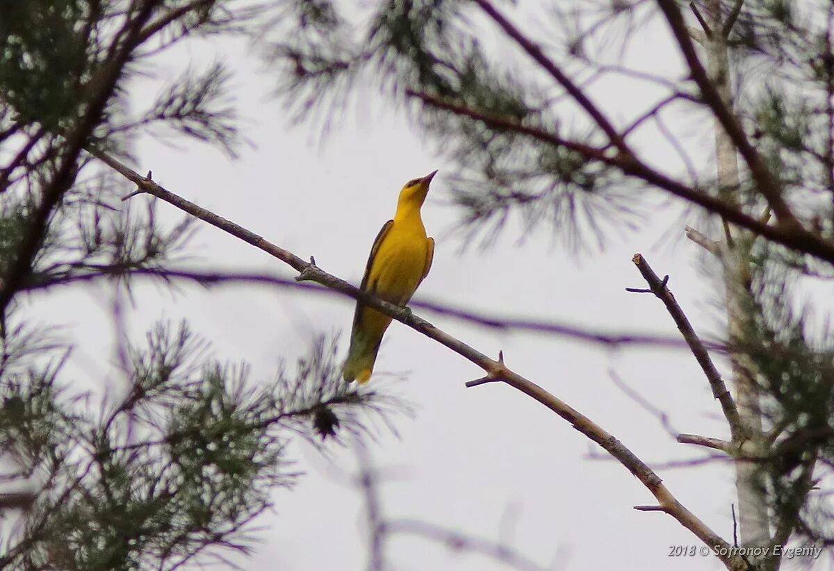 Иволга запоет. Иволга - oriolus oriolus. Китайская черноголовая иволга. Обыкновенная иволга самец. Иволги воробьинообразные.