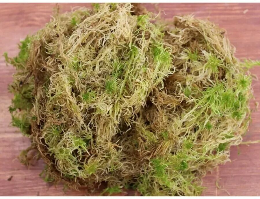 мох болотный сфагнум для орхидей. мох сфагнум субстрат. мох сфагнум. мох сфагнум субстрат. мох сфагнум орхимания.