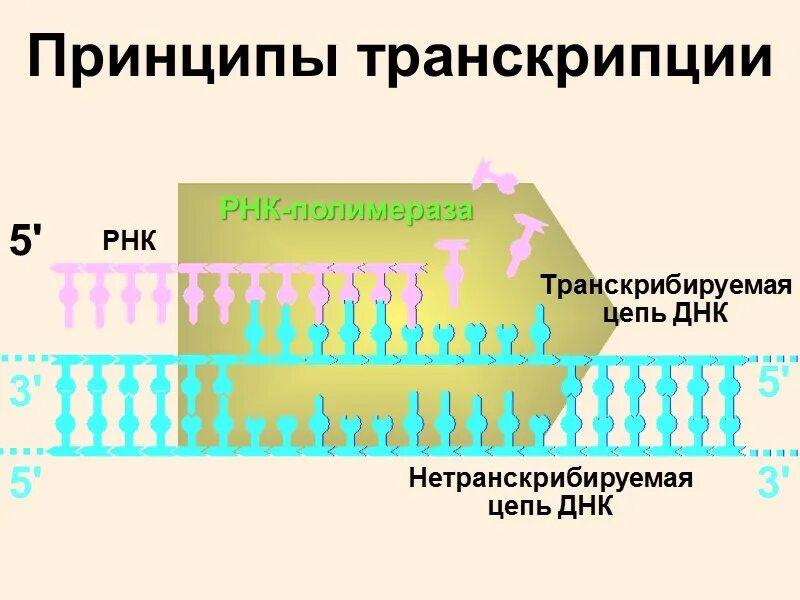 Смысловая и транскрибируемая цепь днк решение. Принципы транскрипции в биологии. Принципы транскрипции ДНК. Принципы транскрипции РНК. Центральная Догма молекулярной биологии матричный Синтез.