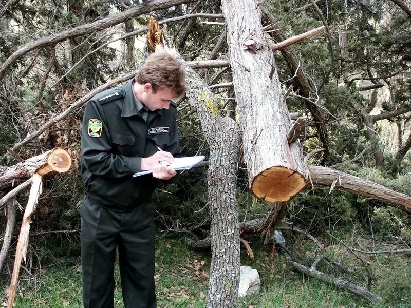 Экологические приступлени. Экологическая преступность. Работники леса. Минприроды нарушения