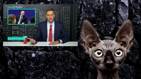 Кот костян последнее ютуб