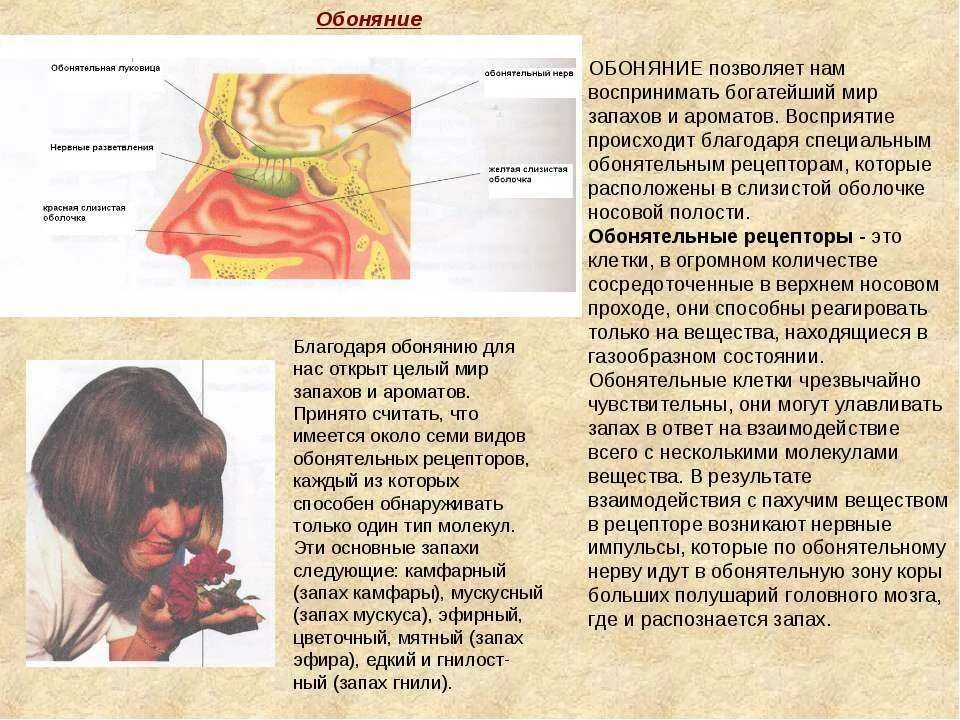 Причина запаха от тела человека. Обоняние запахи. Пропало обоняние. Восприятие запахов. Обонятельные рецепторы расположены в слизистой оболочке.