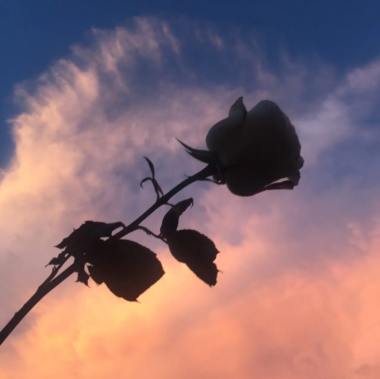 Парящие бабочки. Бабочка летит. Муха на цветке. Колибри красная. Летающие цветы.