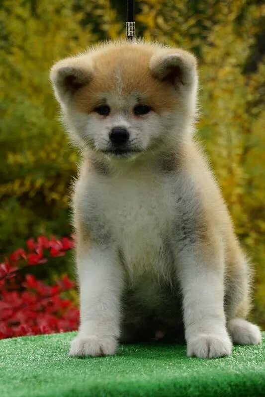 2 щенка акита ину. авито щенята акита ину. акита щенок. акита ину щенок. сезамовые щенки акита ину.