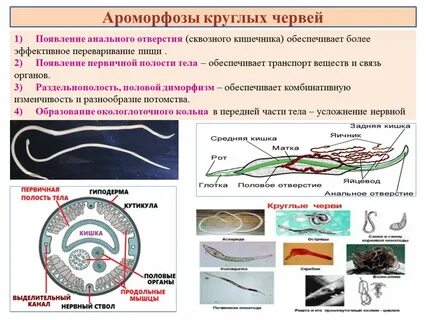 Ароморфозы кольчатых
