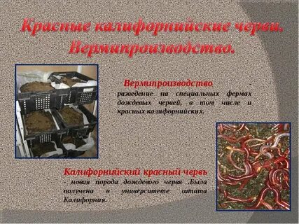 Дождевые черви книги