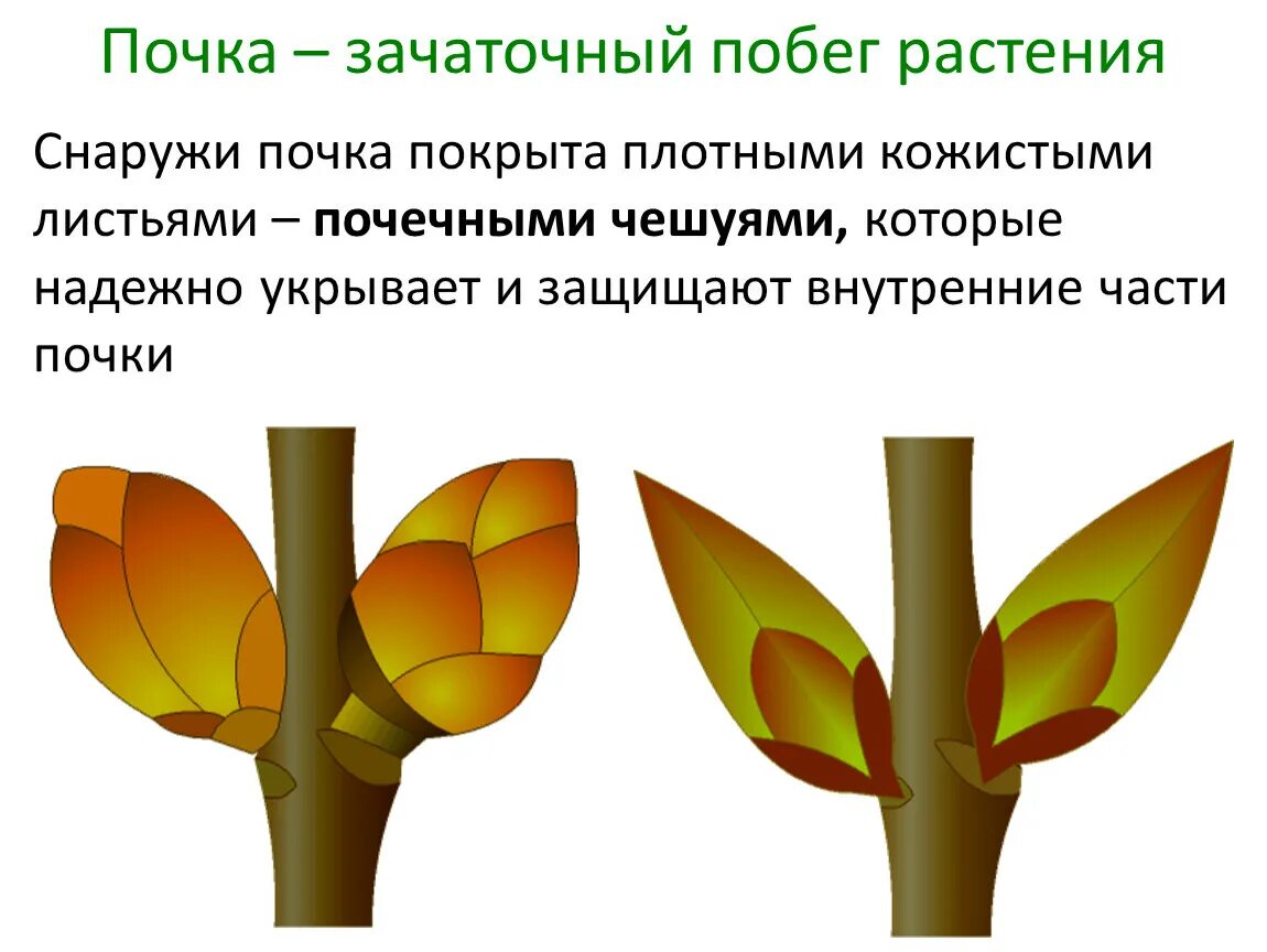 Почка это зачаточный побег. Строение почки и побега. Почка растения зачаточный побег. Строение побега почки растения. Побег из придаточной почки корня