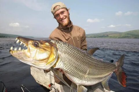 Tiger fishing