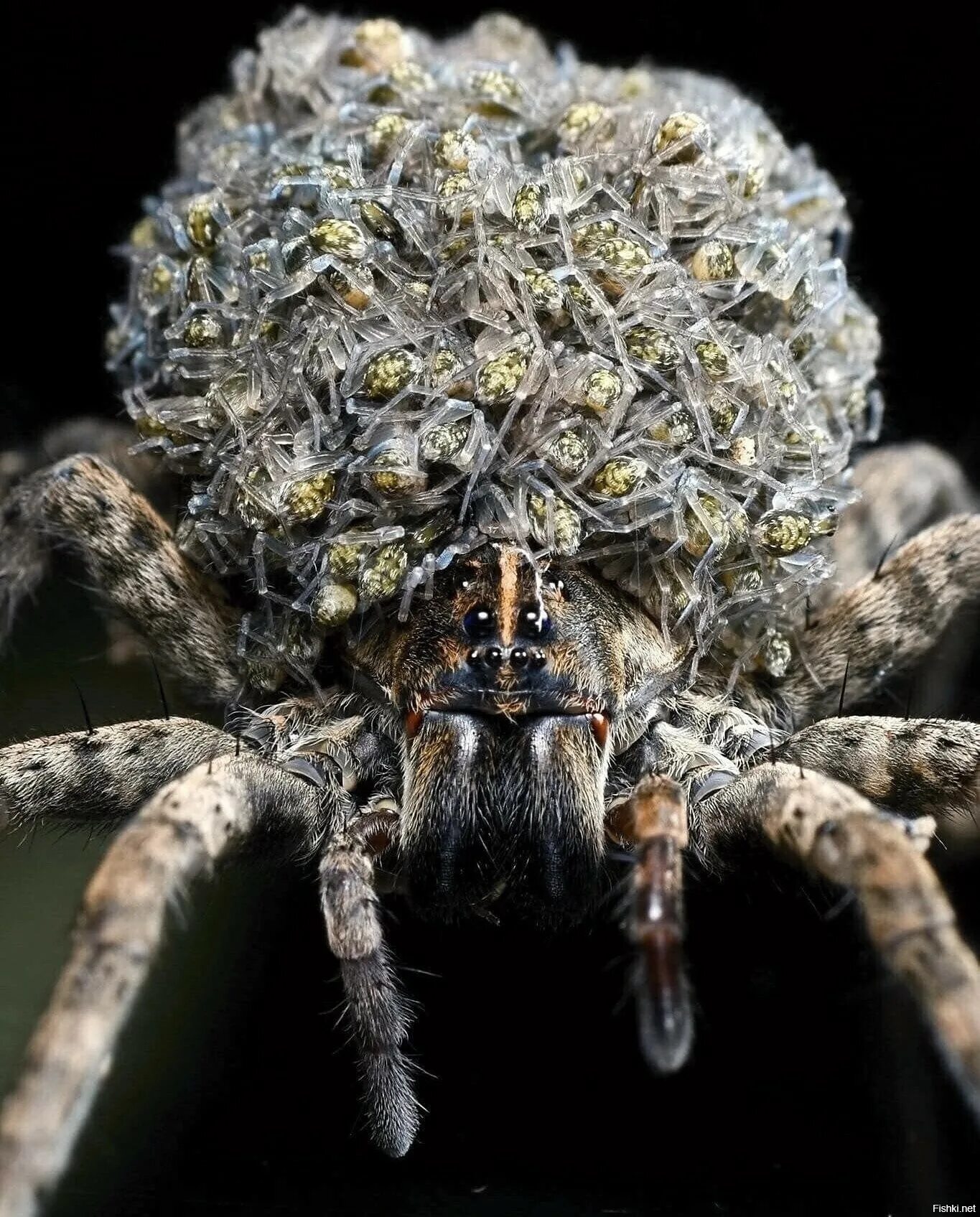 Надоело поучают поучают поучайте лучше ваших паучат. Паучают паучат. Паук сенокосец паутина. Яйцекладка крымского паука волка. Яйцекладка крымского паука волка.