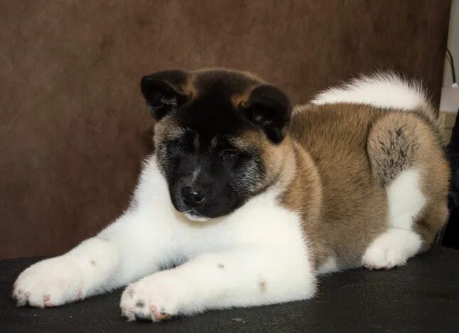 чемпионы американские акиты ркф. питомник clever imp американская акита. американская акита щенки. питомник ричи экшен американская акита. чубака американская акита собака.