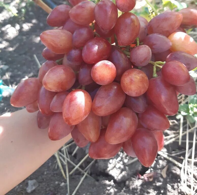 Виноград омск. Казанова виноград описание. Виноград казанова фото. Виноград сорт вулкан. Виноград императрица.