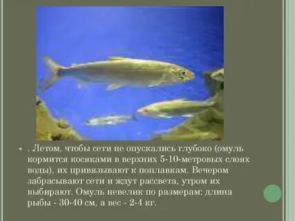 Среда обитания омуля