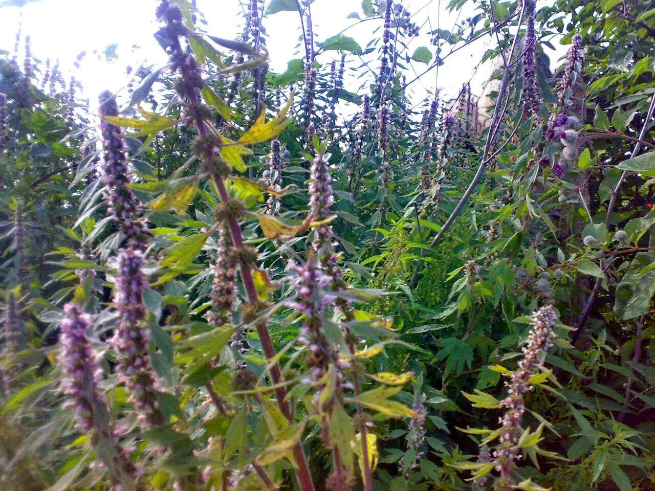 пустырник самарский лекарственный. пустырник болотный. пустырник шалфей. пустырник. шалфей лекарственный v2 lav.