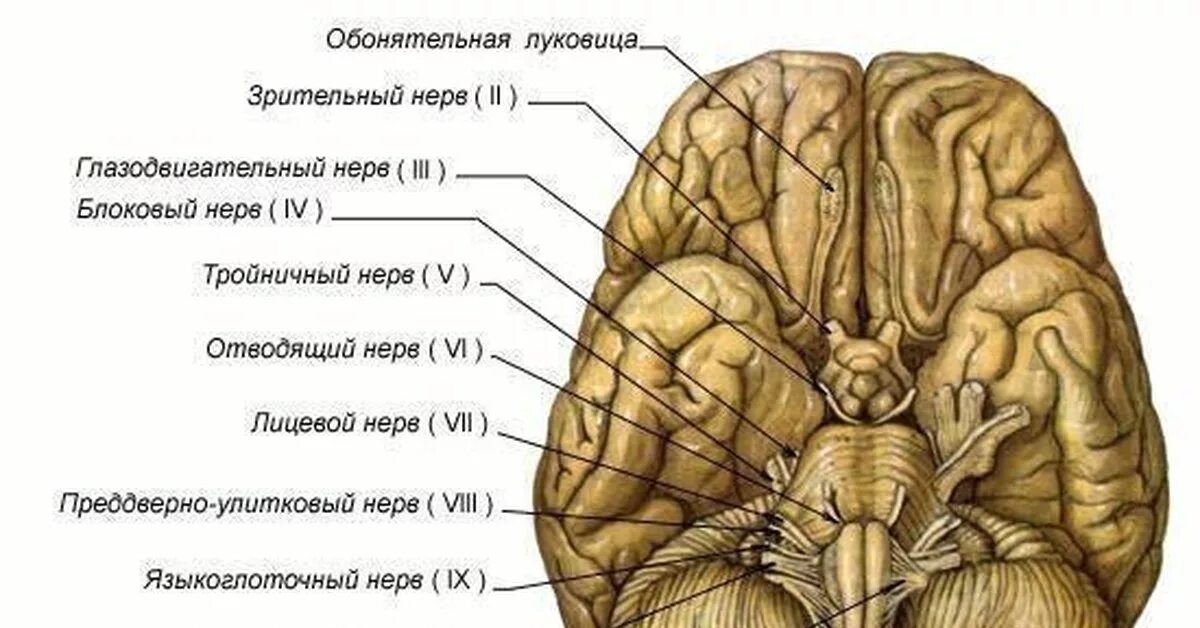 Корешки черепных нервов. Черепные нервы на мозге. 12 Черепно мозговых нервов анатомия. Места выхода 12 пар черепных нервов. Головной мозг 12 пар черепно мозговых нервов.