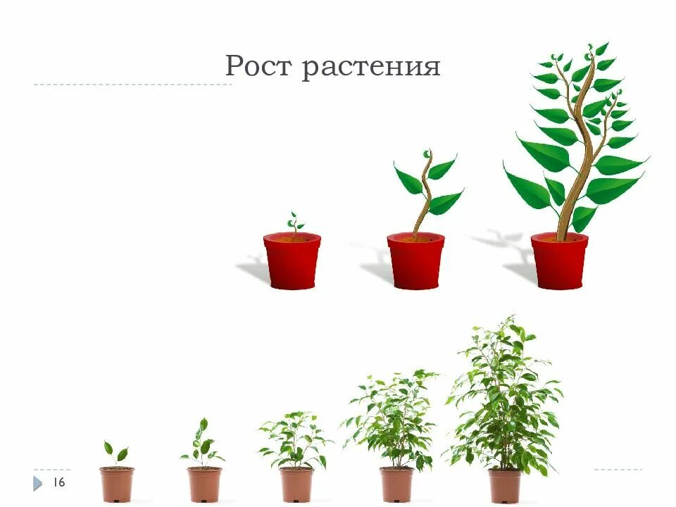 Процесс роста растений. Суть роста растений. Влияние освещения на растения. Условия роста и развития растений. Стадии развития растений.
