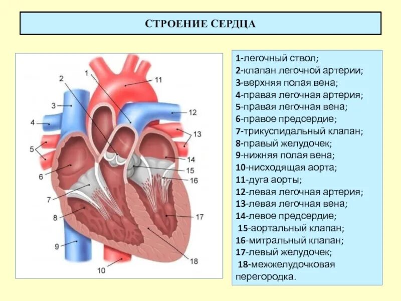 Две верхние полые вены. Строение сердца человека схема. Схема внутреннего строения сердца. Клапаны сердца человека анатомия легочный клапан. Схема строения сердца продольный разрез.