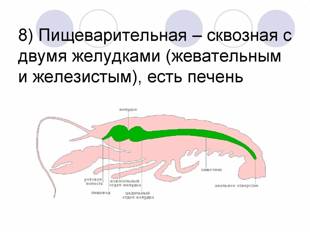 Эволюция органов пищеварительной системы животных