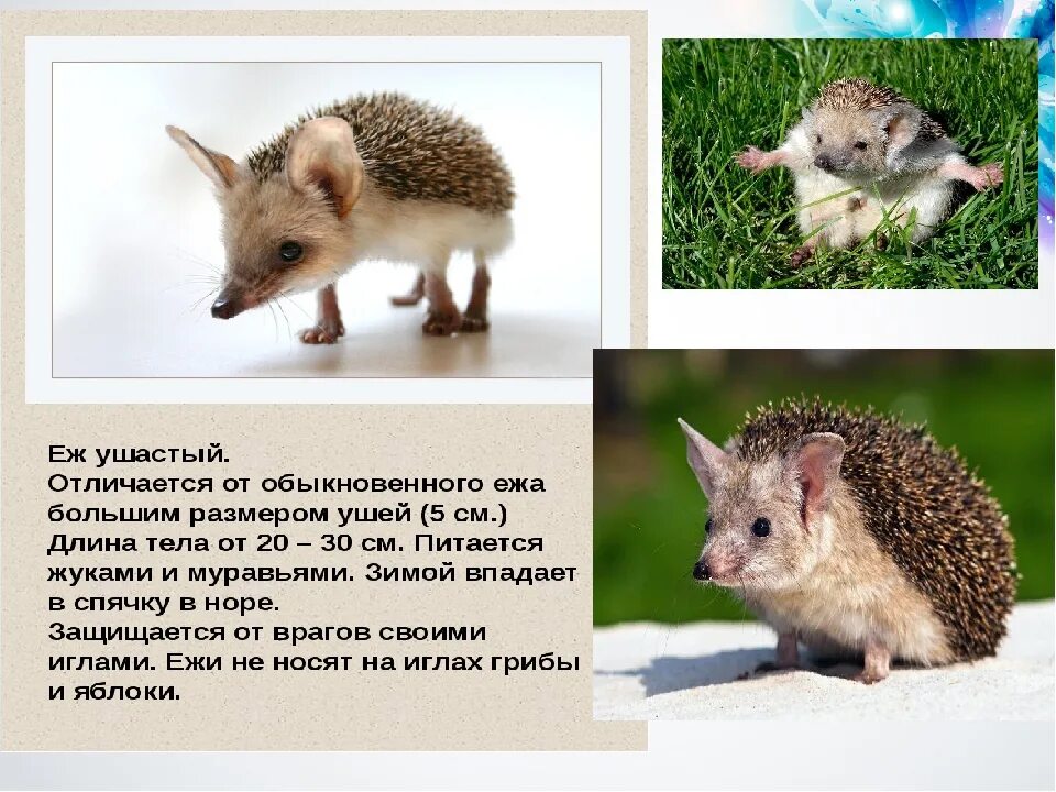 Еж ушастый почему занесен в красную книгу. Еж ушастый красная книга татарстан. красная книга татарстана животные ушастый еж. ушастый ёж красная книга ростовской области. животные ставропольского края ушастый еж.