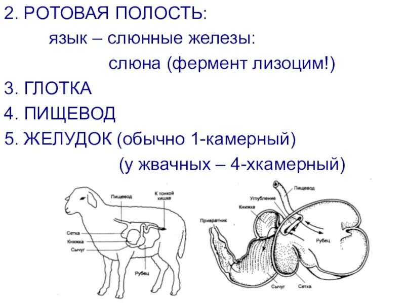Функция слюнных желез у млекопитающих. Млекопитающие пищеварительная система жвачные. пищеварительная система млекопитающих жвачных животных. строение пищеварительной системы жвачных млекопитающих. строение желудка жвачных животных.