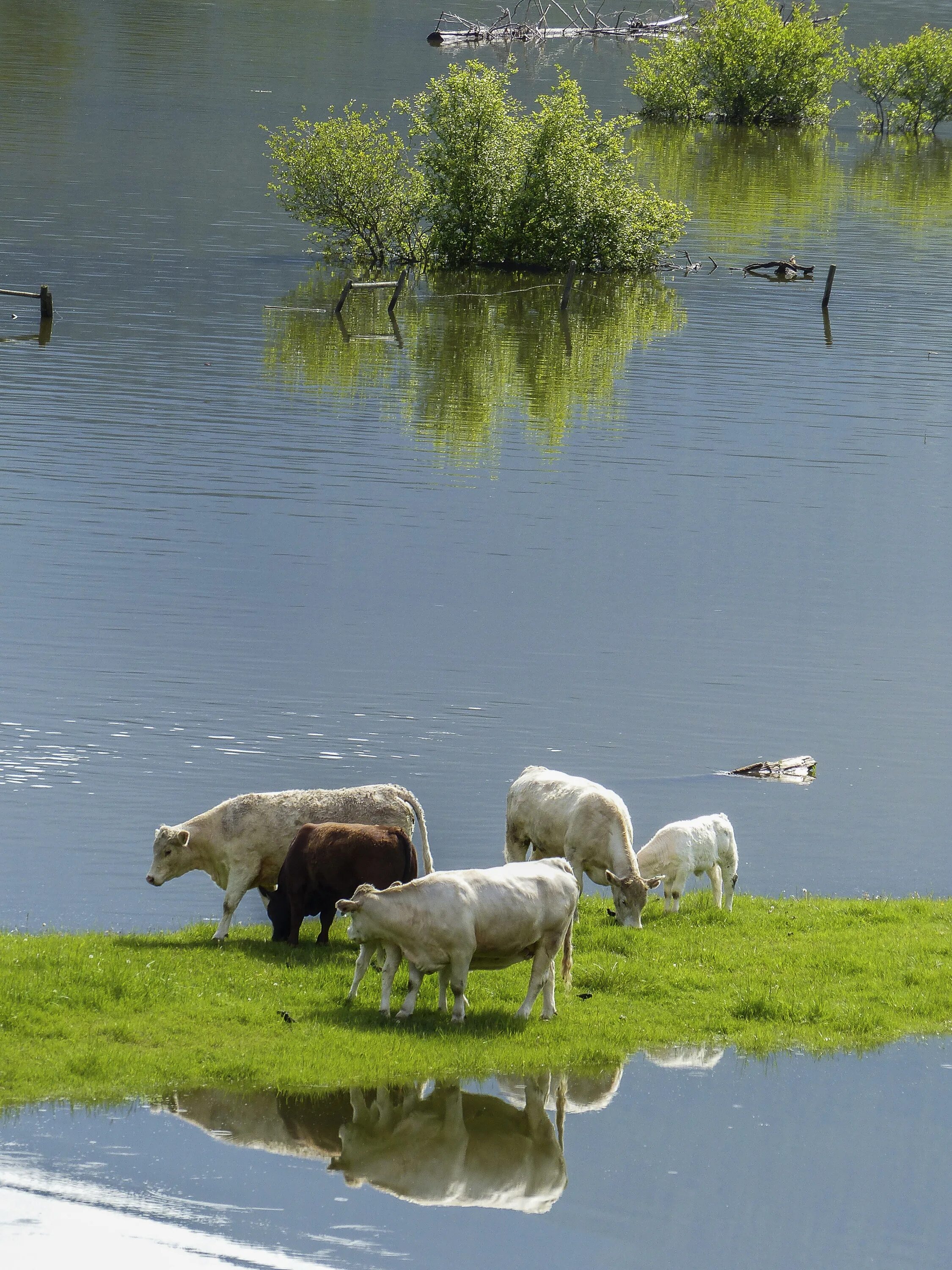 Ферма у озера. Водяная корова. Корова на природе. Корова в воде. Ферма в озерах