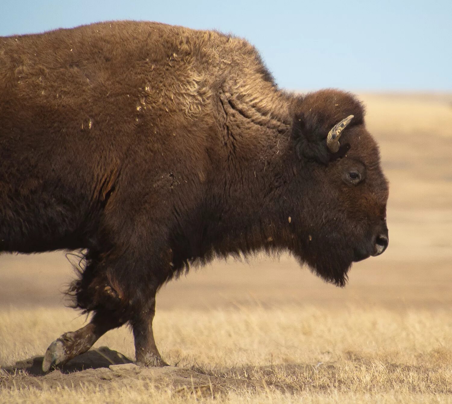 Бизон профиль. Коричневый Бизон цвет. Bison. Bison Bison areal. Pas nas Bison.