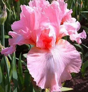 Iris home