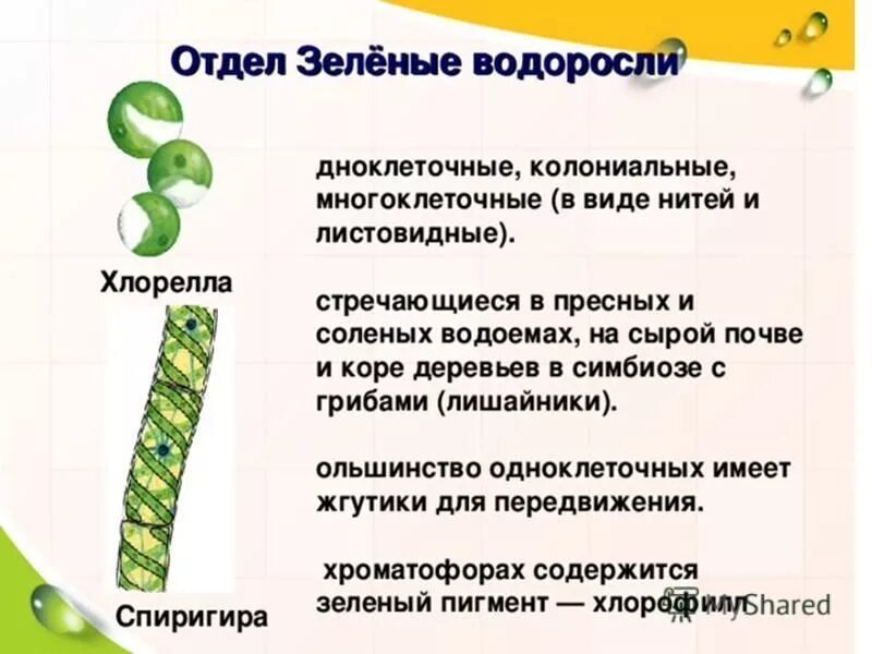 что характерно для многоклеточных зеленых водорослей огэ. жизненные циклы споровых растений таблица. зеленые водоросли chlorophyta. вегетативное размножение водорослей. жизненный цикл водорослей улотрикс.