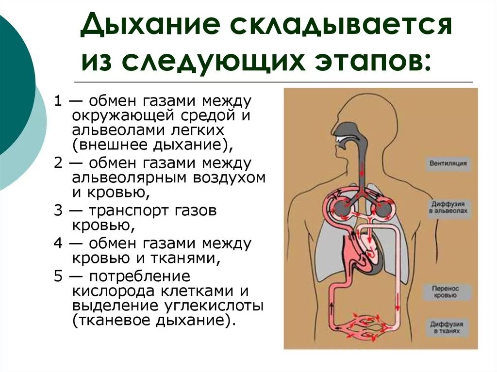 Что самое важное при работе с дыханием. Дыхание это физиологический процесс. Этапы процесса дыхания схема. Физиологические этапы дыхания. Легкие процесс дыхания.