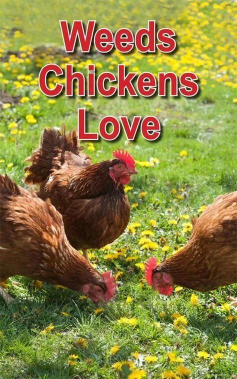 Your chickens. Курица любовь. What Chickens eat. Chicken my Loves перевод на русский.