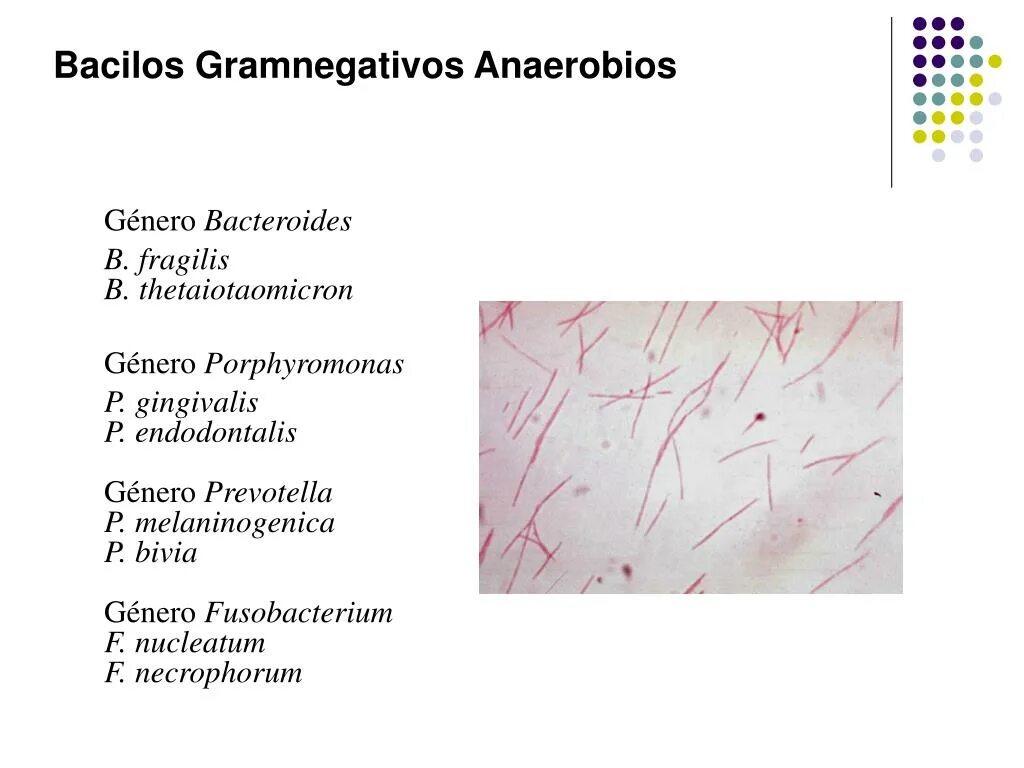 Bacteroides spp что это. Возбудитель бактероиды микробиология. фузобактерии таксономия микробиология. бактероиды превотеллы фузобактерии микробиология. bacteroides fragilis таксономия.