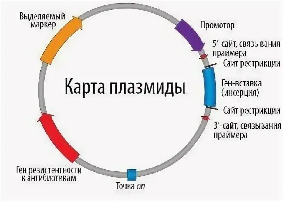 Структура ti плазмиды. Схема строения ti плазмиды. Плазмида pbr322. Метод плазмидных днк. Плазмидный геном.