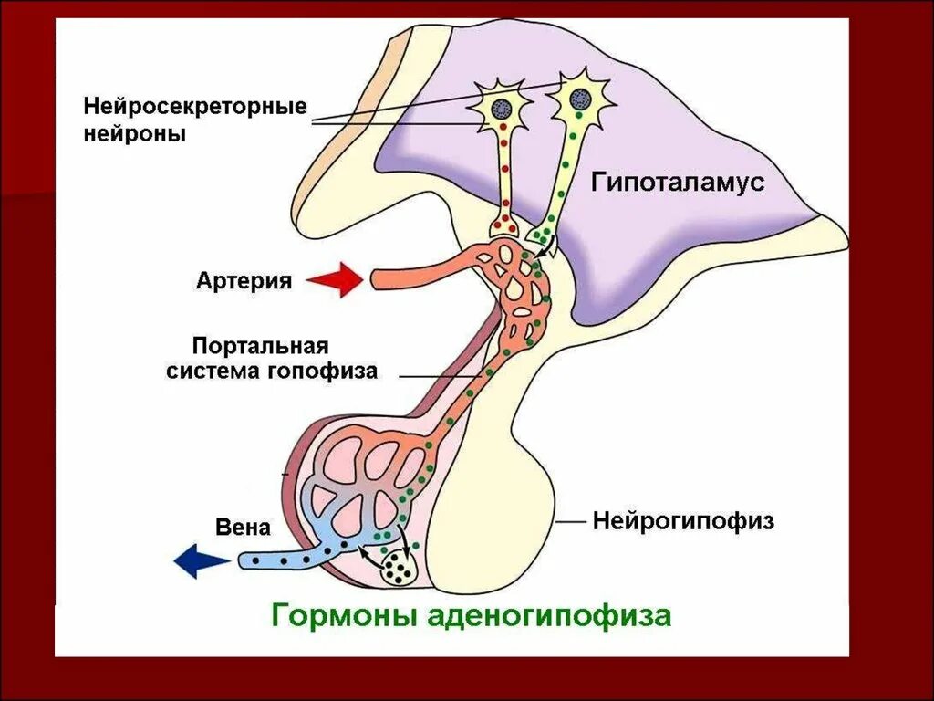 Нейросекреторные ядра гипоталамуса Нейроны. Нейросекреторные ядра гипоталамуса гормоны. Нейросекреторный синапс. Гипоталамо-гипофизарная система физиология.