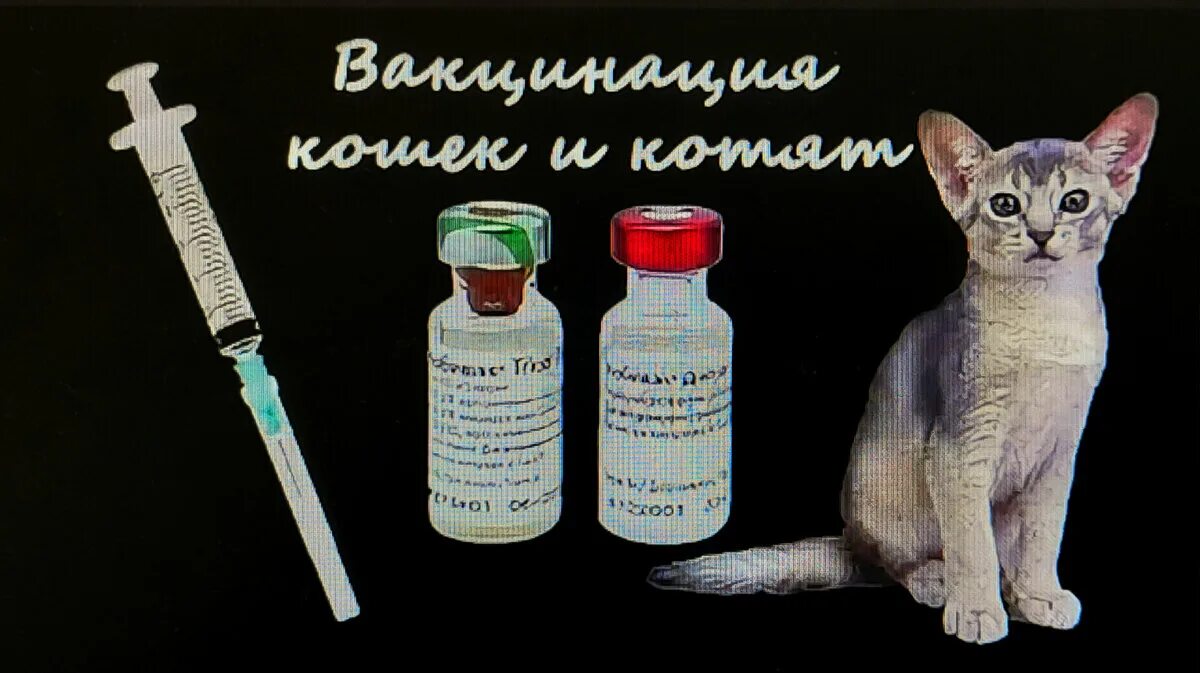 Нужна ли прививка домашней кошке. Вакцинация кошек. Прививка котенку. Животных вакцинируют. Прививки для кошек.