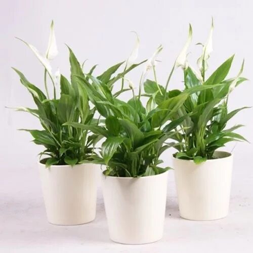 Спатифиллум обильноцветущий. Спатифиллум цветок. Женское счастье слоган. Горшок под спатифиллум. Спатифиллум ложковидный.