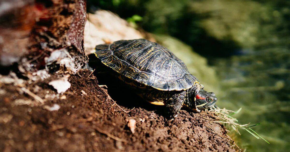 Черепаха Уссурийск. Парк черепах. Черепаха в парке. Черепахи в парке Анталии.