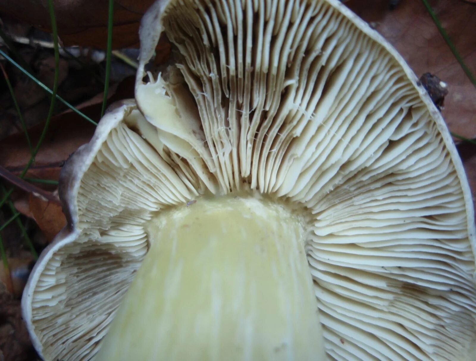 Боровик пластинчатый гриб. Белый пластинчатый гриб на толстой ножке. Белые пластинчатые грибы с толстой. Серый пластинчатый гриб на толстой ножке.