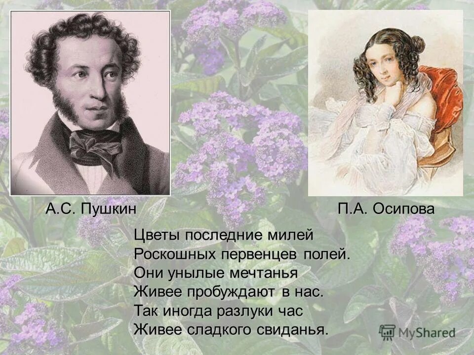 цветы осенние милей роскошных первенцев полей пушкин. цветы последние милей роскошных. цветы последние милей роскошных первенцев полей они унылые мечтанья. пушкин цветы последние милей. цветы фото.