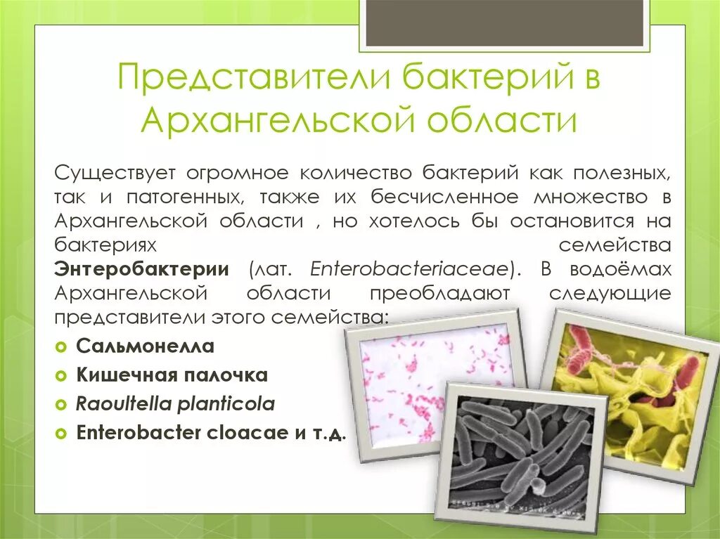 Задачи бактерий. Представители класса бактерий 2 класс. бактерии представители бактерий. представители царства бактерий. представители бактерий примеры.