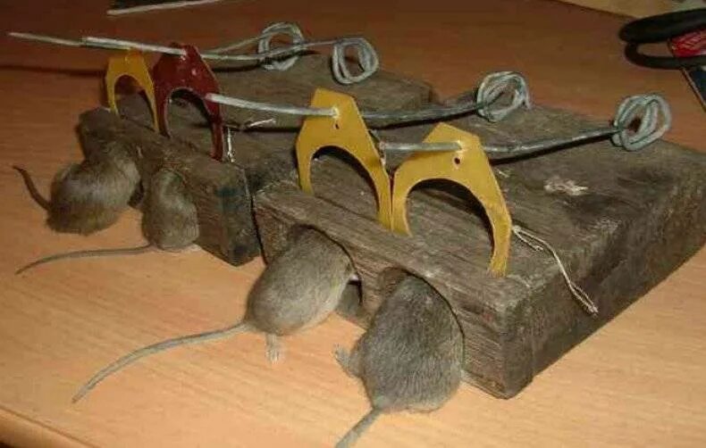 Самодельные мыши. Капкан для мышей. Капкан для крыс. Самодельный капкан для крыс. Крысоловки самодельные.