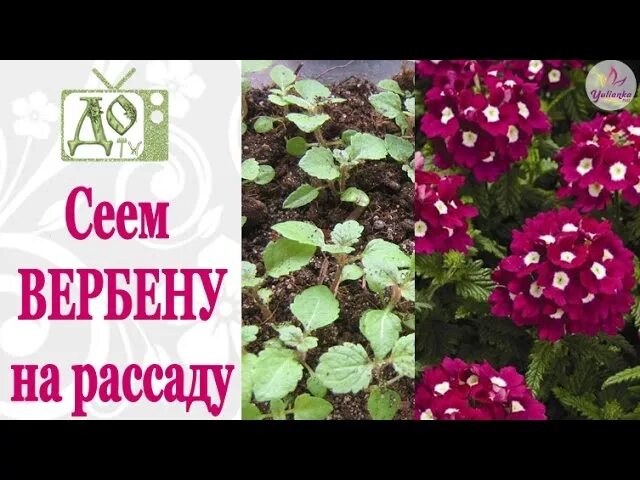 Вербена после пикировки. Вербена цветок рассада. Вербена пикировка рассады. Вербена семена рассада. Вербена посев семян.