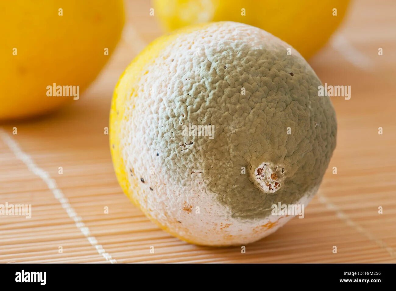 Лимонная плесень. Плесень на апельсине. Mold on Fruit. Molds of Fruits.