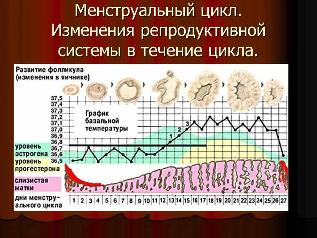 3 4 дни цикла. График менструального цикла и базальной температуры. График базальной температуры менструационного цикла. Цикл женской менструационного цикла. Изменение базальной температуры.