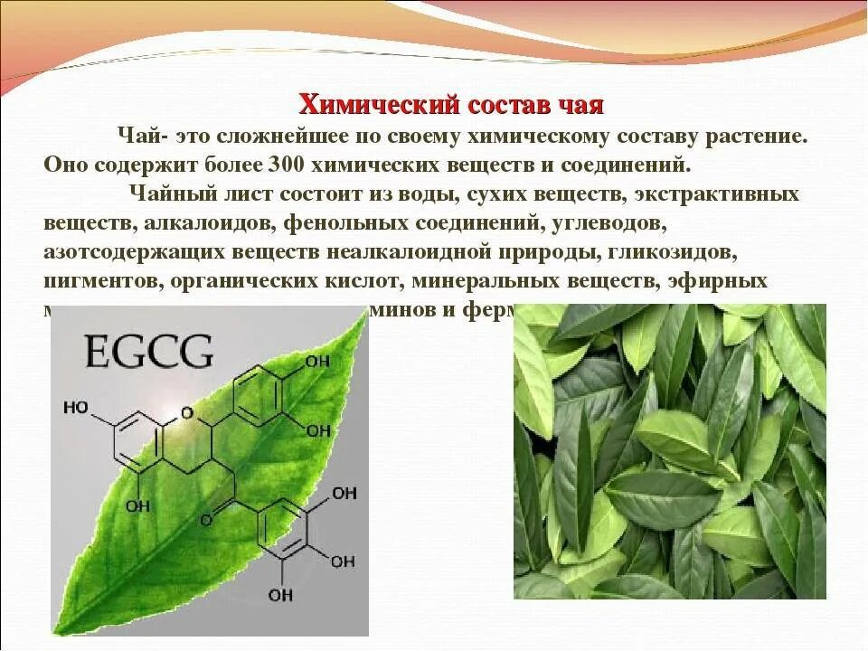 Химическая формула зеленого чая. Химический состав чая. Химические элементы чая. Химические свойства чая.