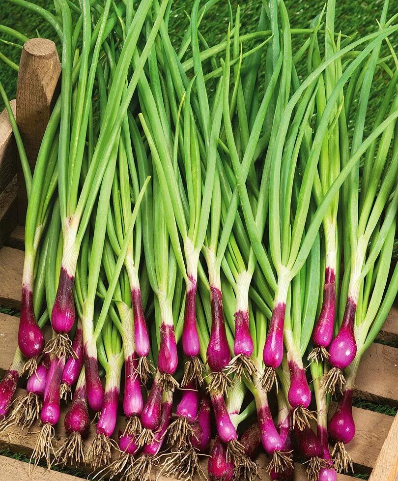 Добавить зеленый лук можно и. Блюда из зеленого лука. Кимчи из зеленого лука. Лук батун белый пучок. Зеленый лук нарезанный.