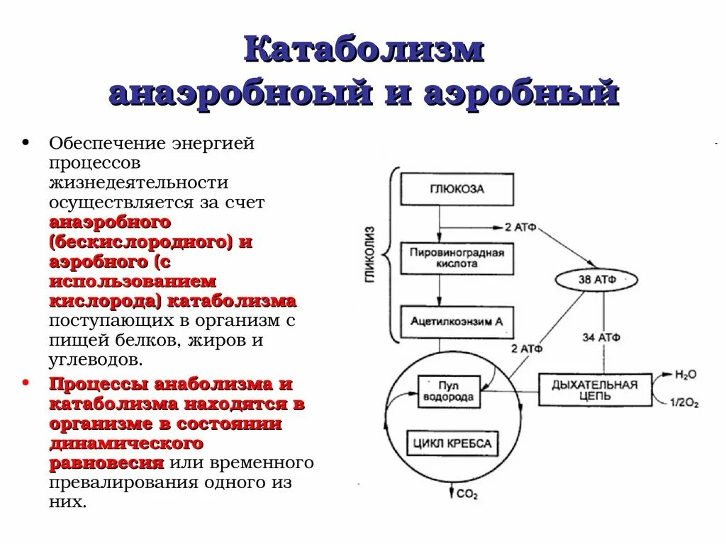 Катаболизм аэробный схема. Метаболизм этапы катаболизма. Катаболизм жиров схема процесса. Процесс анаболизма и катаболизма этапы. Этапы анаэробных организмов