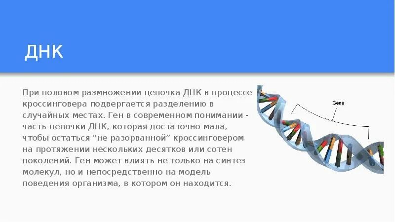 Днк после смерти. Разделенная цепочка ДНК. Концепция «эгоистичной» ДНК.. Число цепей ДНК. Длина цепи ДНК.