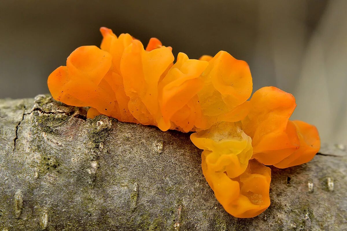 Дрожалка оранжевая (Tremella mesenterica). Дрожалка оранжевая съедобный гриб. Дрожалка оранжевая золотой ЖЕЛЕЙНЫЙ гриб. Тремелла пленчатая.