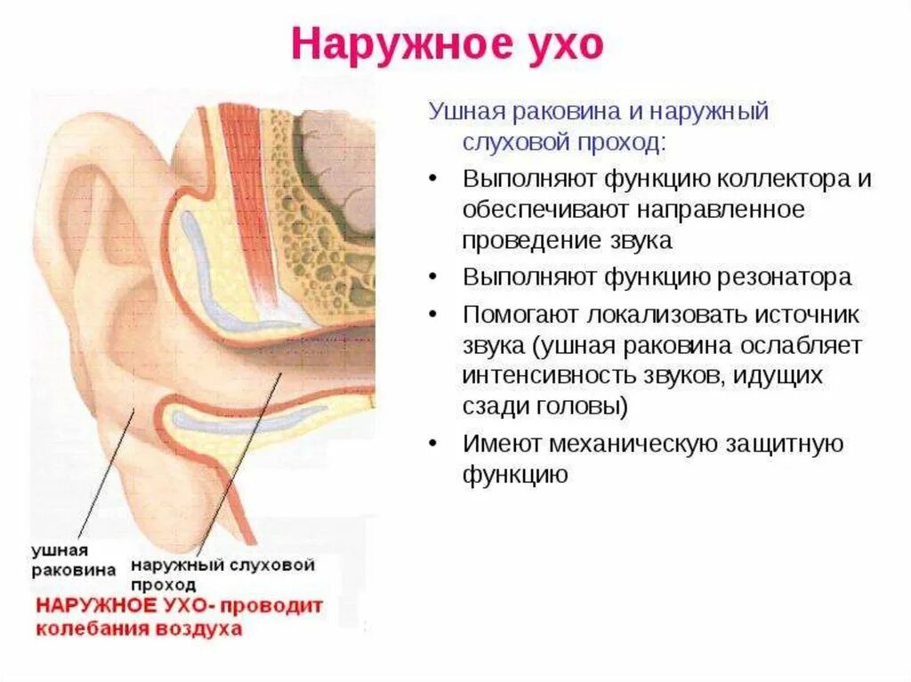 Функции наружного слухового прохода кратко. Строение наружного уха человека функции. Наружное ухо строение и функции анатомия. Ушная раковина наружного уха особенности строения.