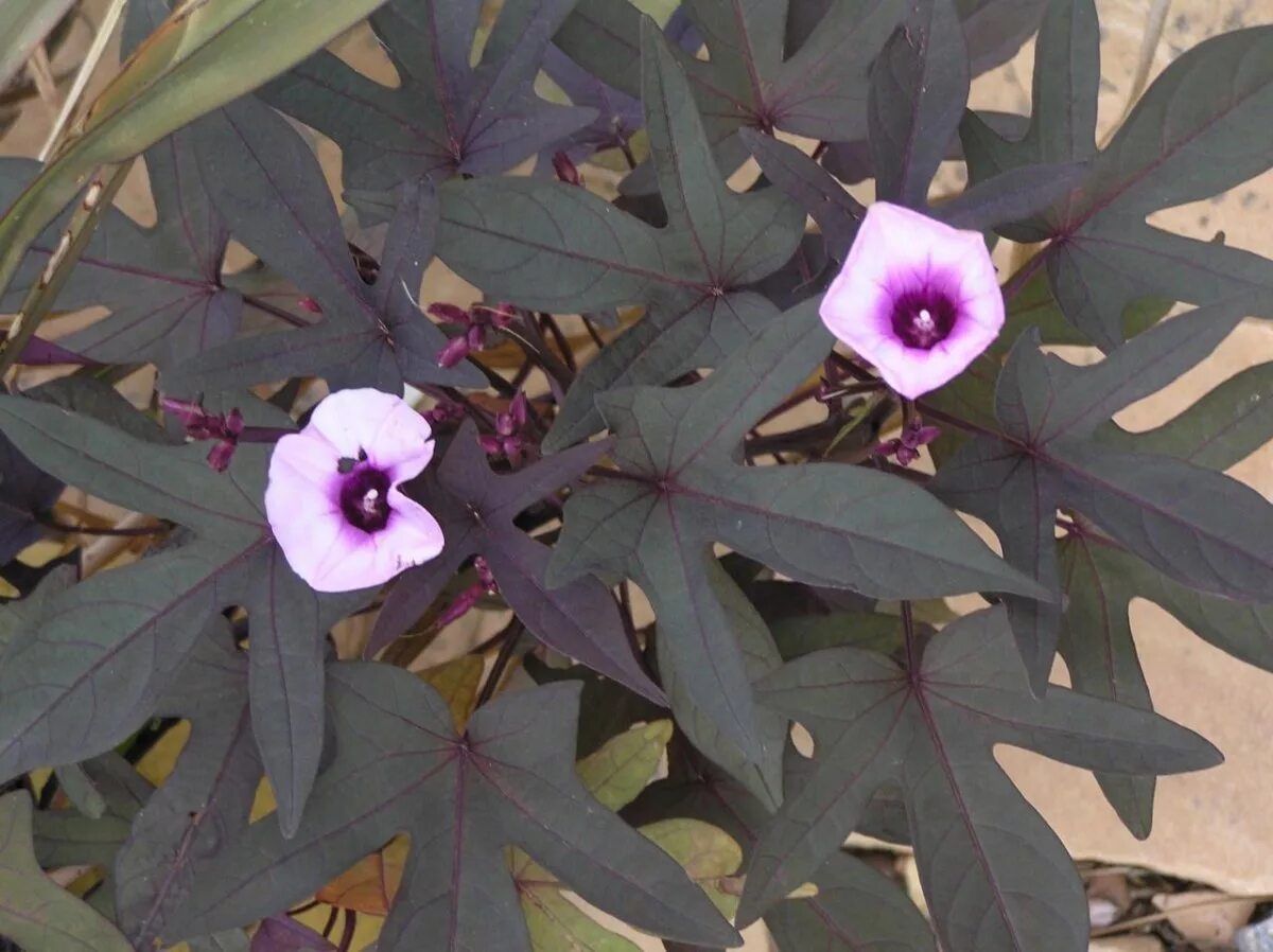 Ипомея ампельная плющевидная. Ипомея floramia black. Цветок ипомея батат фото. Цветок ипомея батат. Ипомея floramia black.