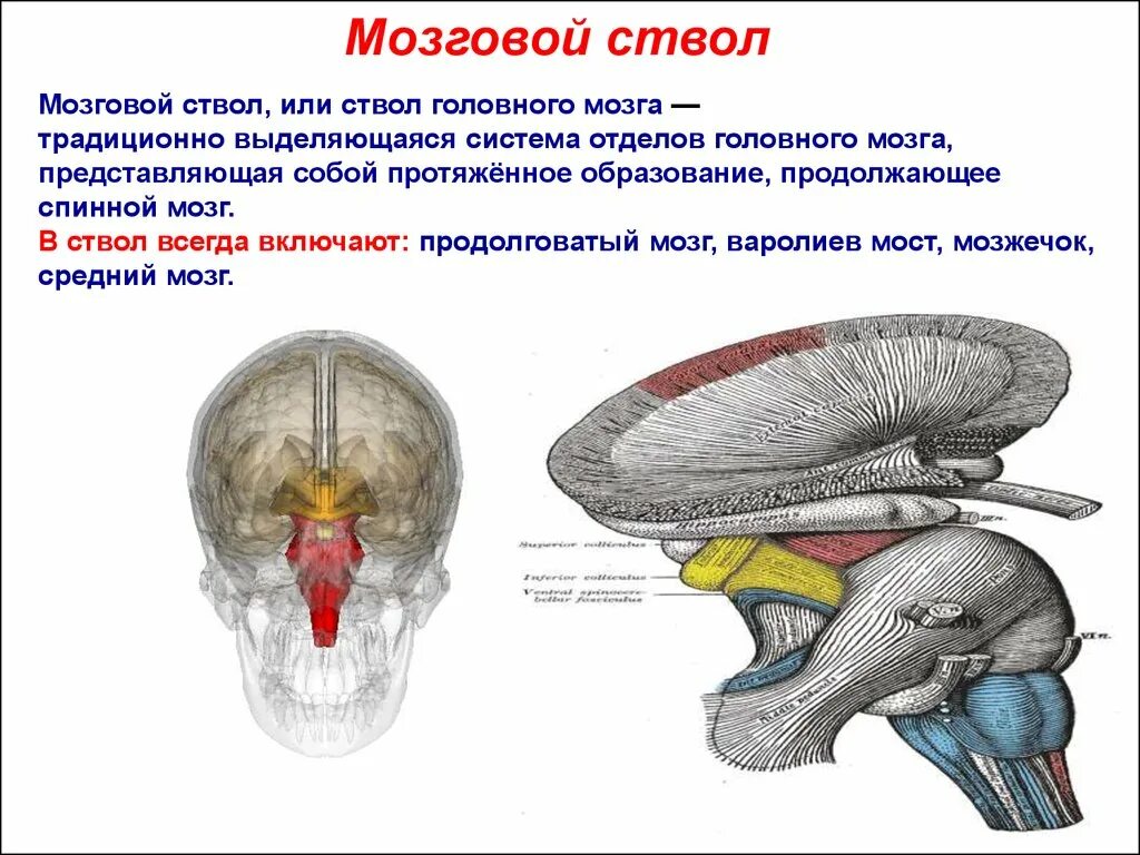 Структуры, составляющие ствол мозга.. Топография ствола головного мозга. Ствол мозга средний мозг строение. Основные структуры ствола головного мозга. Структура ствола мозга включает